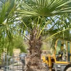 Palma konopná (Trachycarpus fortunei) - celková výška 120-140 cm, výška kmeňa 30-40 cm, kont. C20L (-17°C)